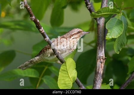 Eurasischer Wryneck / nördlicher Wrynxzack (Jynx torquilla) Nahrungssuche im Baum im Wald Stockfoto