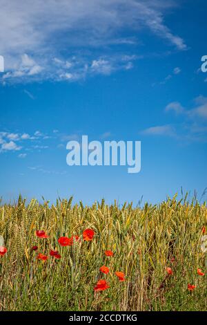 Poppies growing amongst cereal crops in the Sussex sunshine Stockfoto