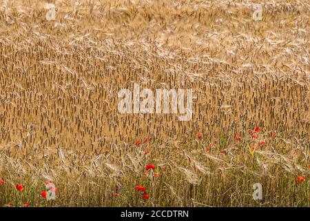 Ein Vollformat-Foto von Mohnblumen, die in einem goldenen wachsen Weizenfeld Stockfoto