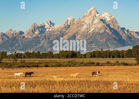 Mehrere Pferde stehen auf einem Feld aus goldenem Gras Ein frostiger Morgen vor den Teton Mountains in Grand Teton National Park Stockfoto