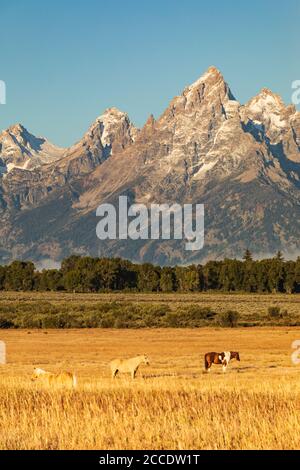 Vertikale Foto - mehrere Pferde stehen in einem Feld von goldenes Gras an einem frostigen Morgen vor Teton Berge im Grand Teton National Park Stockfoto