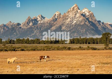 Zwei Pferde stehen in einem Feld aus goldenem Gras Vor den Teton Bergen an einem frostigen Morgen hinein Grand Teton National Park Stockfoto