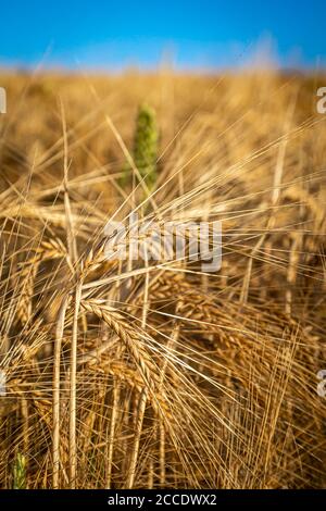 Eine Nahaufnahme von Weizen auf einem Feld, bereit für die Ernte Stockfoto