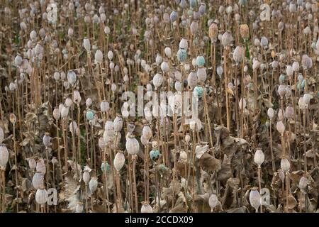 Poppy field in the summer, when most the poppy heads are dry and ready for the harvest. West Slovakia. Stockfoto