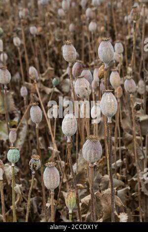 Poppy field in the summer, when most the poppy heads are dry and ready for the harvest. West Slovakia. Stockfoto