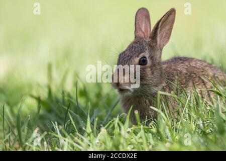 Liebenswert junge Eastern Cottontail Kaninchen, Sylvilagus floridanus, Nahaufnahme in grünem Gras Stockfoto