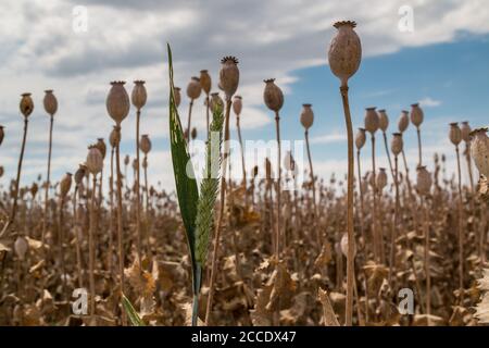 Feld mit reifen Mohnköpfen, bereits trocken. Ein grüner Weizen unter ihnen. Blauer Himmel mit intensiven weißen Wolken. Westslowakei. Stockfoto