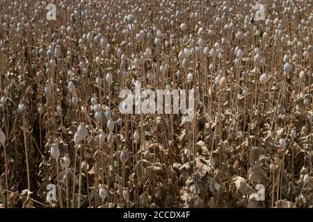 Mohnfeld im Sommer, wenn die meisten Mohnköpfe trocken und bereit für die Ernte sind. Westslowakei. Stockfoto