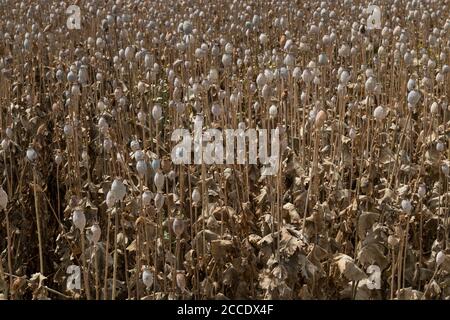 Poppy field in the summer, when most the poppy heads are dry and ready for the harvest. West Slovakia. Stockfoto