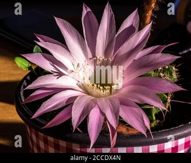 Blume der Osterlilie Kaktus Nahaufnahme (lateinischer Name: Echinopsis Oxygona) Stockfoto