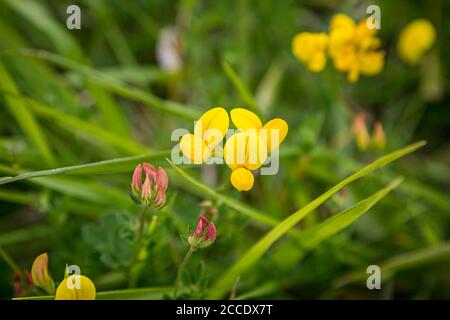 Eine Nahaufnahme von Lotus Corniculatus Blumen, auch bekannt als Eier und Speck, wächst in der Sussex Landschaft Stockfoto