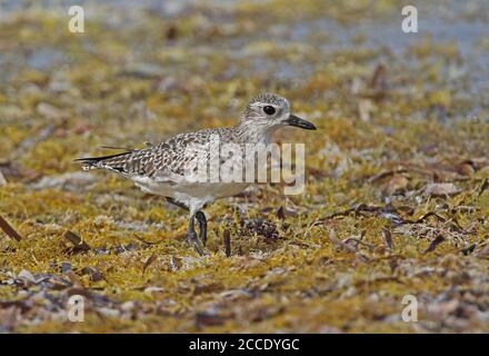 Grey Plover (Pluvialis squatarola) Erwachsene Wandern auf Seegras bedeckt Strand Cayo Coco, Kuba März Stockfoto