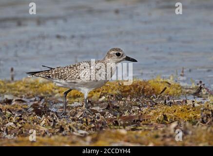 Grey Plover (Pluvialis squatarola) Erwachsene Wandern auf Seegras bedeckt Strand Cayo Coco, Kuba März Stockfoto