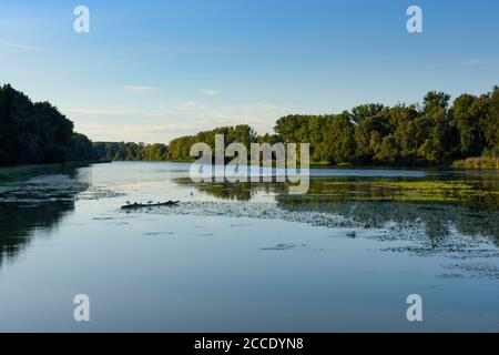 Nationalpark Donauauen, Nationalpark Donau-Auen, Oxbowsee 'Kühlwörter Wasser', Österreich, Niederösterreich, Donau Stockfoto