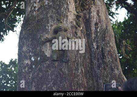 Alte Puppe auf dem Stamm eines Sal Baum befestigt Stockfoto