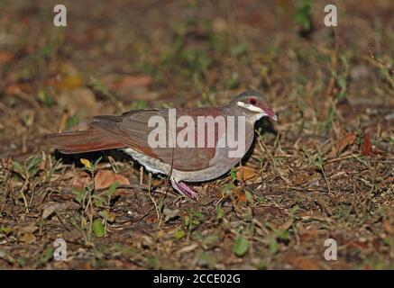 Key West Wachteltaube (Geotrygon chrysia) Erwachsene zu Fuß auf Waldboden Cayo Coco, Kuba März Stockfoto