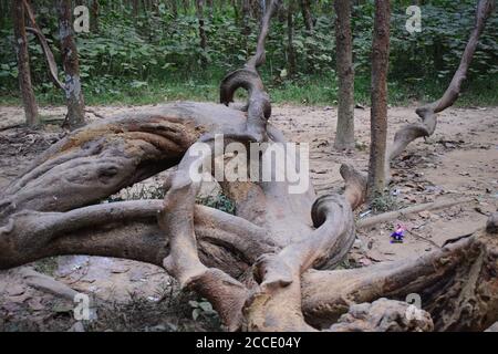 Gebogener Stamm eines Sal-Baumes Stockfoto