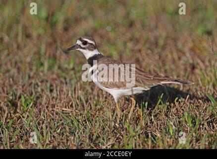 Killdeer (Charadrius vociferus ternominatus) Erwachsener steht auf der Halbinsel Zapata, Kuba März Stockfoto