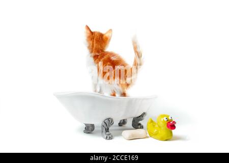 Kleine Ingwer-Kätzchen in einem Vintage-Bad mit einem gelben Ente auf weißem Hintergrund isoliert Studio-Aufnahme Stockfoto
