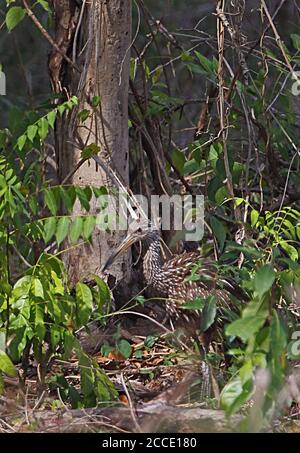 Limpkin (Aramus guarauna pictus) Erwachsene auf Waldboden auf Nahrungssuche La Belen, Kuba März Stockfoto