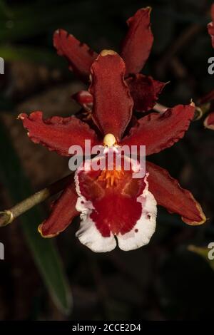 Blume der tanzenden Lady Orchid (Oncidium spec.) Stockfoto