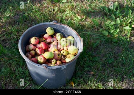 Selektive Konzentration auf einen Eimer mit abgefallenen faulen Äpfeln in einem verschwommenen Sommergarten. Stockfoto