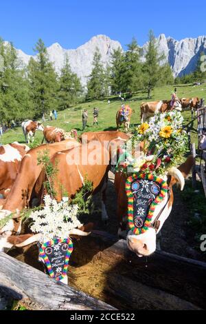 Dachsteingebirge, alm Alp Walcheralm, geschmückte Kühe für Almabtrieb, Hochalm, Alpentranshumance in Schladming-Dachstei Stockfoto
