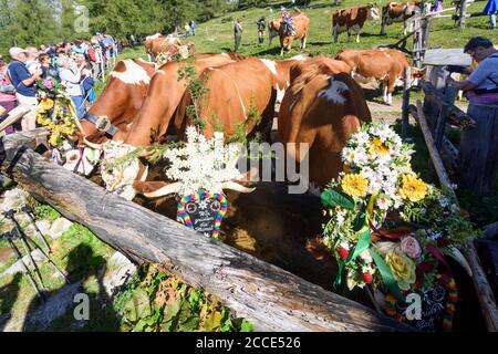 Dachsteingebirge, alm Alp Walcheralm, geschmückte Kühe für Almabtrieb, Hochalm, Alpentranshumance in Schladming-Dachstei Stockfoto
