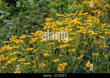 Nahaufnahme von gelben, glatten Ochsenaugen-Wildblumen (Heliopsis helianthoides), die in einer Präriewiese blühen. Auch Oxauge oder falsche Sonnenblume genannt. Stockfoto