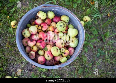 Selektive Konzentration auf einen Eimer mit gefallenen faulen Äpfeln von oben in einem verschwommenen Sommergarten. Stockfoto