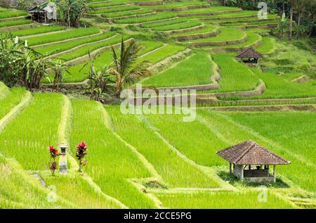 Reis-Terrassen von Jatiluwih, Bali Stockfoto