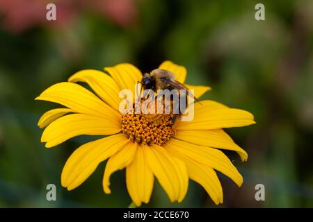 Nahaufnahme einer gelben, glatten Ochsenauge-Wildblume (Heliopsis helianthoides), die in einer Präriewiese blüht. Auch Oxauge oder falsche Sonnenblume genannt. Stockfoto