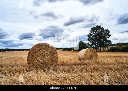 Ländliche Landschaft mit Strohballen in Ackerfeldern nach dem Ernte in Polen Stockfoto