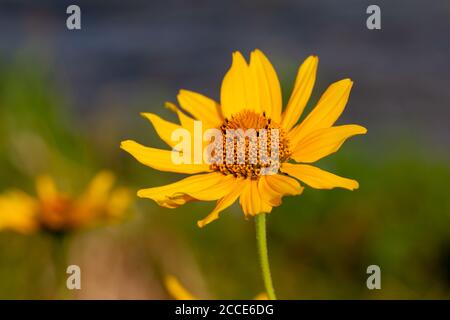 Nahaufnahme einer gelben, glatten Ochsenauge-Wildblume (Heliopsis helianthoides), die in einer Präriewiese blüht. Auch Oxauge oder falsche Sonnenblume genannt. Stockfoto