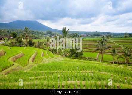 Reis-Terrassen von Jatiluwih, Bali Stockfoto