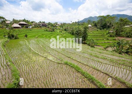 Sidemen Reisterrassen, Bali Stockfoto