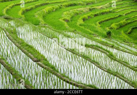 Sidemen Reisterrassen, Bali Stockfoto