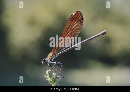 Exemplar eines erwachsenen Femals der Damselfliege Calopteryx haemorrhoidalis, auf dem sie ruht Ein Blatt Stockfoto