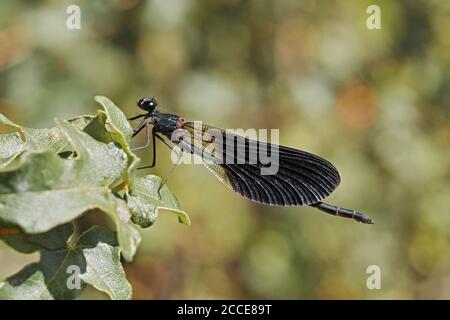 Exemplar eines erwachsenen Männchen von Damselfliege Calopteryx haemorrhoidalis, auf dem sich die Tiere befinden Ein Blatt Stockfoto