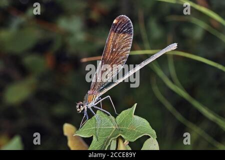 Exemplar der Damselfliege Calopteryx haemorrhoidalis, die auf einem Blatt ruht, erwachsenes Weibchen Stockfoto