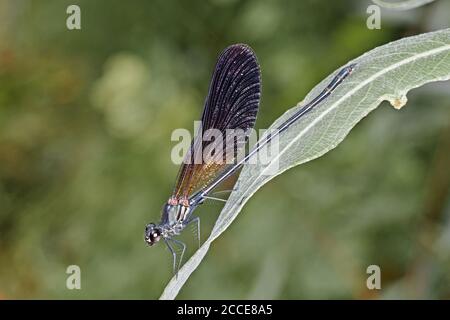 Exemplar der Damselfliege Calopteryx haemorrhoidalis auf einem Blatt, erwachsenes Männchen Stockfoto