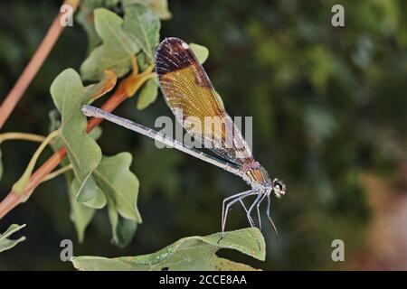 Weibliches Exemplar der Damselfliege Calopteryx haemorrhoidalis, das auf einem Blatt ruht Stockfoto