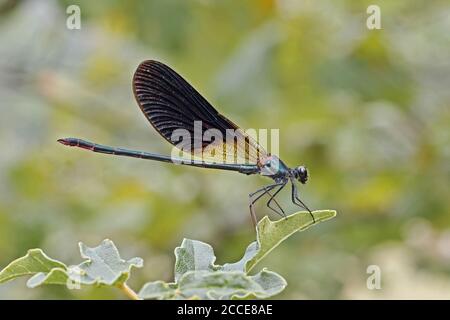 Männliches Exemplar der Damselfliege Calopteryx haemorrhoidalis auf einem Blatt Stockfoto