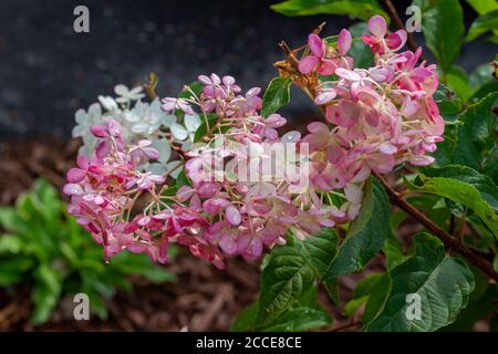 Nahaufnahme von leuchtend weißen und rosa Hortensien Blüten (Hortensia macrophylla), die in einem sonnigen Ziergarten blühen. Stockfoto
