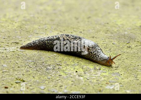 Große graue Schnecke oder Leoparden Schnecke lateinische Bezeichnung (LiMax maximus) auf Stein Hintergrund. Hochauflösendes Foto. Stockfoto