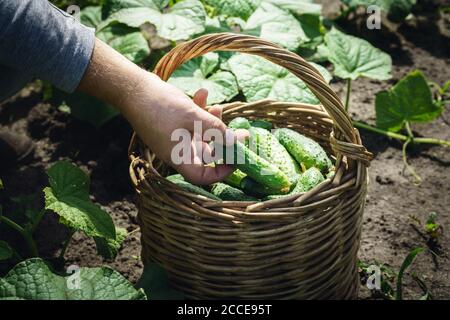 Frische Gurken aufsammeln Stockfoto