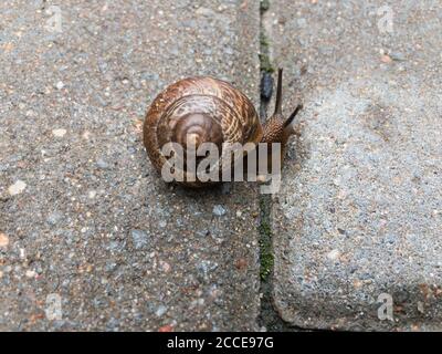 Kleine Schnecke auf der Fliese aus nächster Nähe. Selektiver Fokus. Hochwertige Fotos Stockfoto
