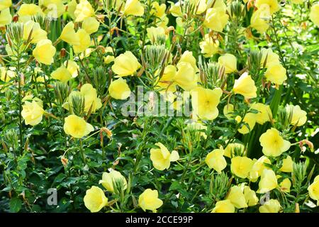 Schöne blühende gelbe Enotera im Sommergarten. Hochauflösendes Foto. Selektiver Fokus. Geringe Schärfentiefe. Stockfoto