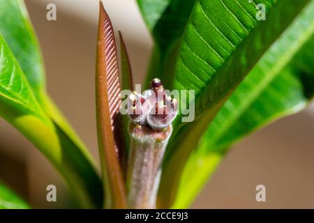 Makroansicht eines auftauchenden Blütenstands der Blütenknospe auf einem plumeria (Frangipani) Stockfoto