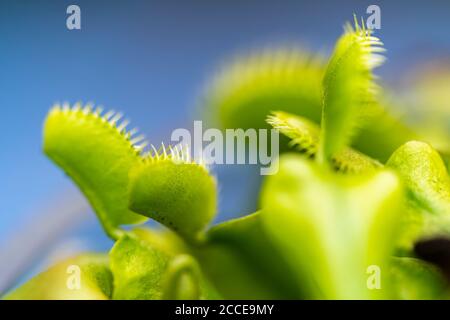 Nahaufnahme, Natur, Garten, Blume, Wachstum, Abstrakt, fleischfressende Pflanze Stockfoto